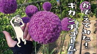 ギガンチューム